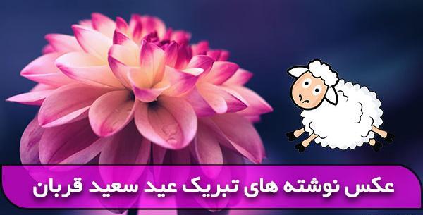 عکس پروفایل تبریک عید قربان