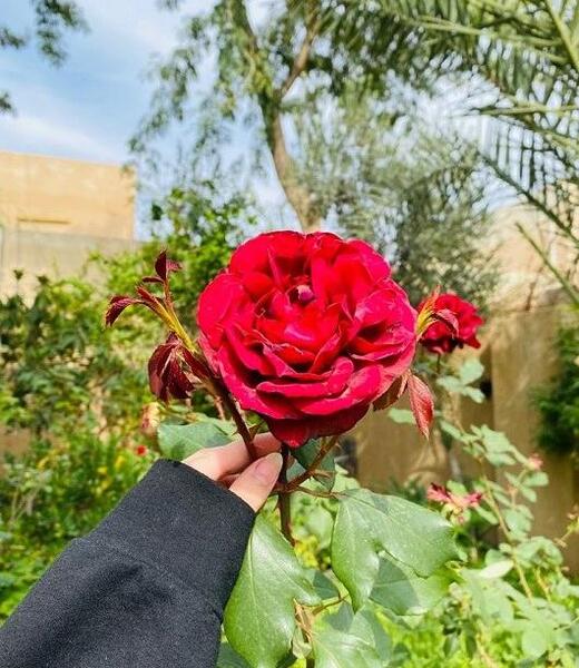 عکس پروفایل گل دخترانه