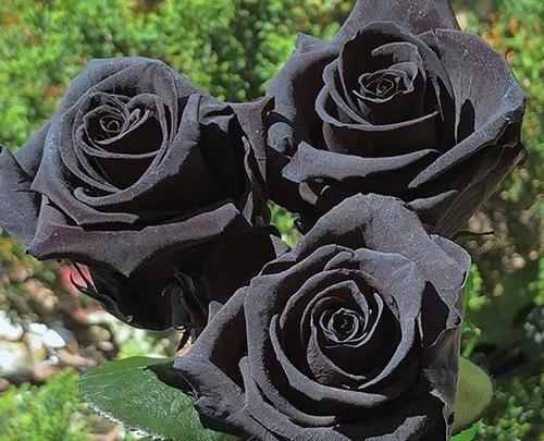 عکس پروفایل گل مشکی