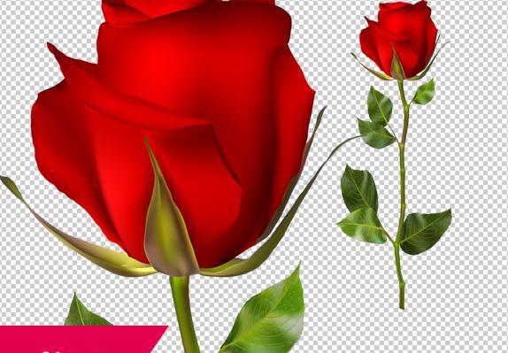 عکس تصویر زمینه گوشی گل قرمز