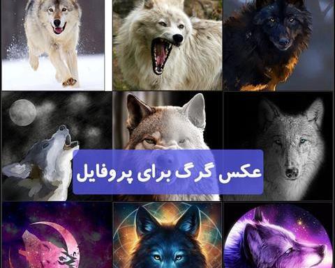 عکس پشت زمینه گوشی گرگ