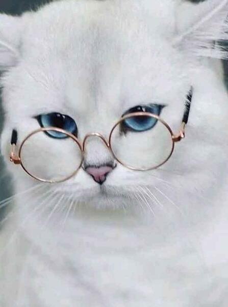 عکس برای پس زمینه گوشی گربه