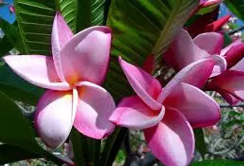 عکس گل فرفره