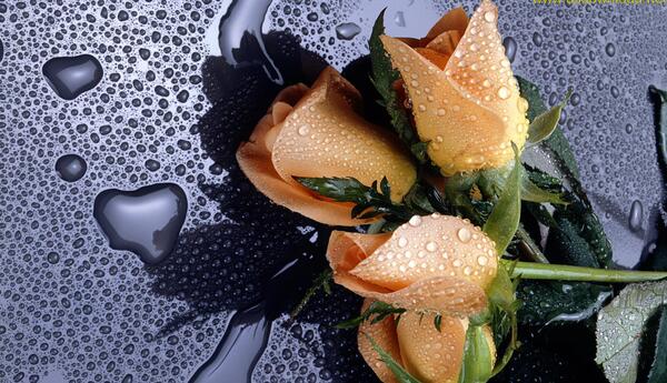 عکس پس زمینه اچ دی برای دسکتاپ