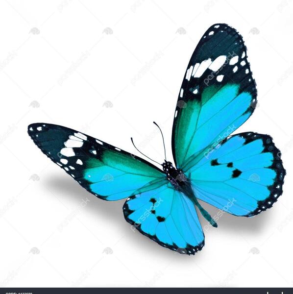عکس زمینه پروانه آبی