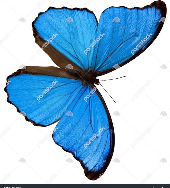 عکس زمینه پروانه آبی