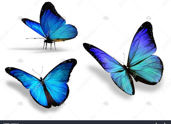 عکس زمینه پروانه آبی