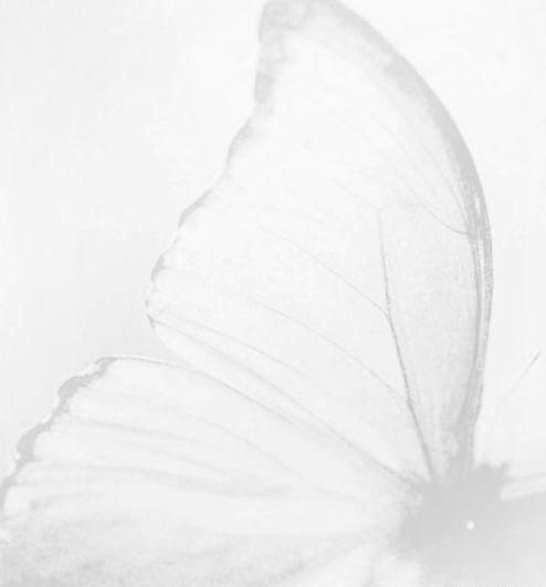 عکس زمینه پروانه ای
