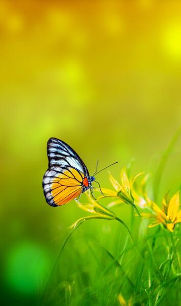 عکس برای پس زمینه پروانه