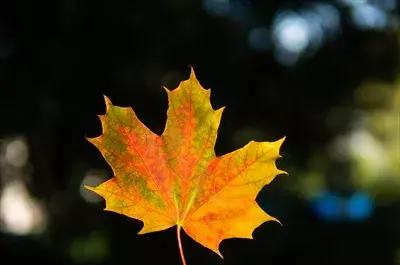 عکس پس زمینه جنگل پاییزی