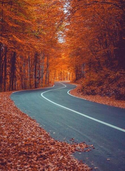 عکس پس زمینه جنگل پاییزی