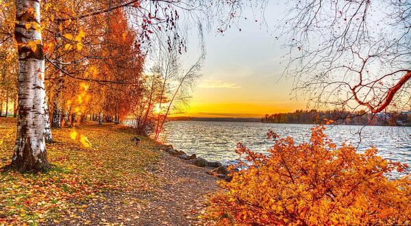 عکس پس زمینه جنگل پاییزی