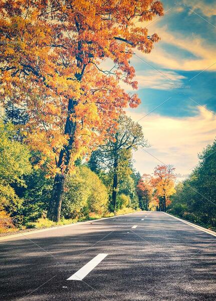 عکس پس زمینه جنگل پاییزی