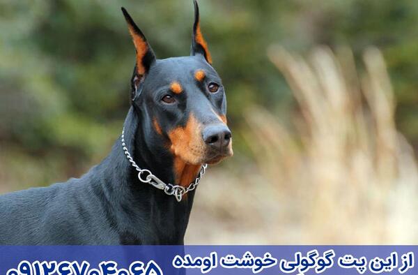 عکس سگ هاسکی دوبرمن