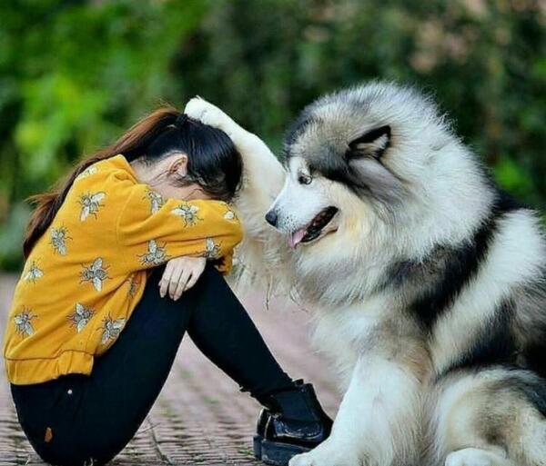 عکس سگ نژاد اسکای تریر