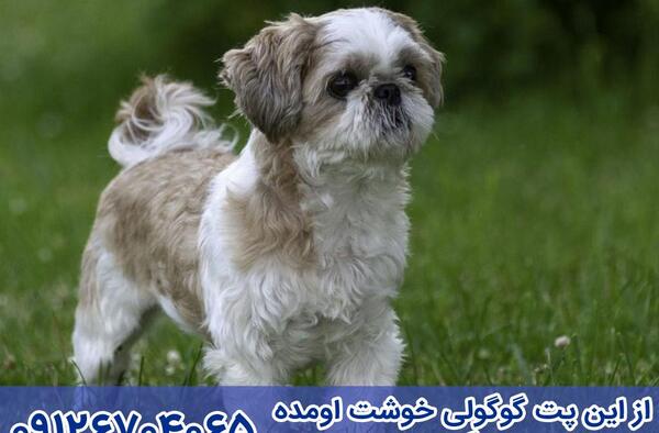 عکس از سگ نژاد شیتزو تریر