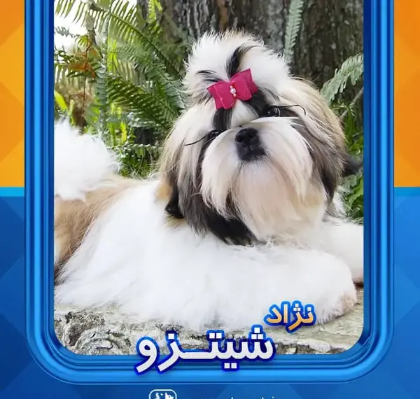 عکس از سگ نژاد شیتزو تریر