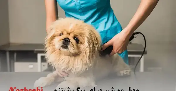 عکس از سگ نژاد شیتزو تریر