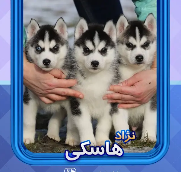 عکس و قیمت سگ هاسکی