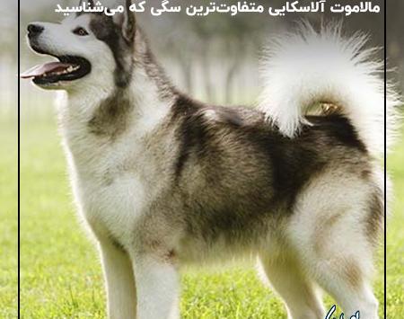 عکس زیبای سگ هاسکی