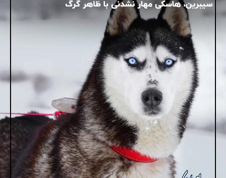 عکس سگ هاسکی خیلی خوشگل