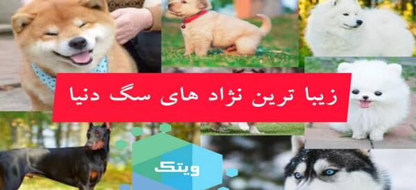 عکس خوشگل ترین سگ هاسکی
