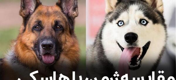 عکس توله سگ هاسکی و ژرمن