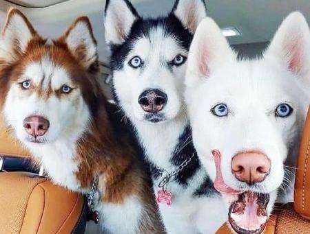 عکس از توله سگ هاسکی