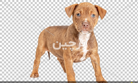 عکس سگ پاکوتاه تریر