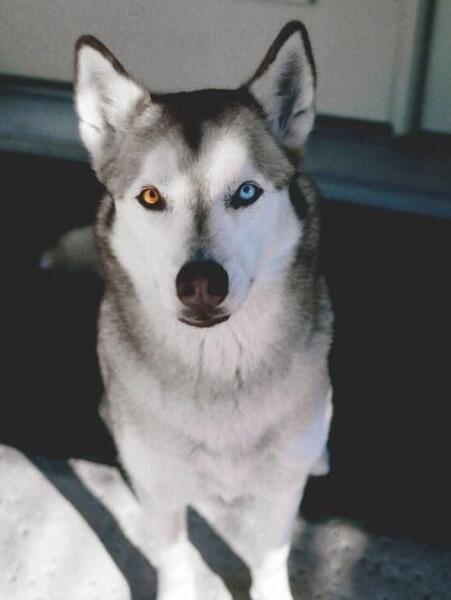 عکس پروفایل سگ هاسکی