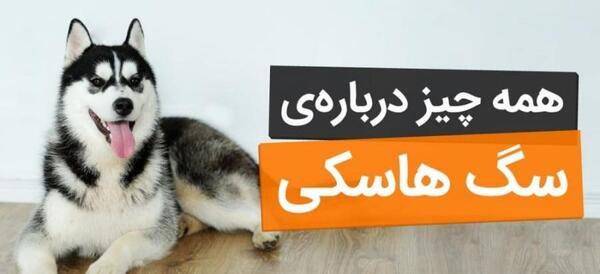 عکس بزرگترین سگ هاسکی