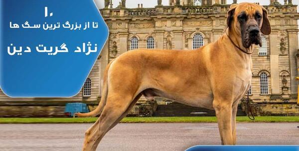 عکس بزرگترین سگ هاسکی