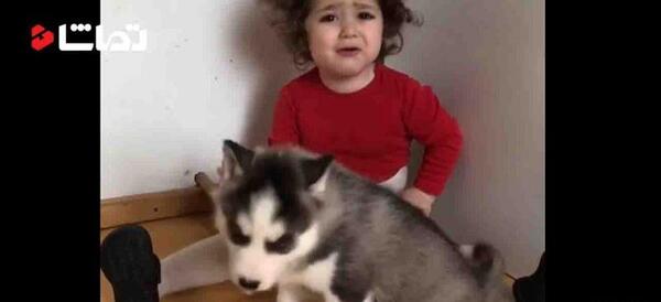 عکس بچه ی، سگ هاسکی