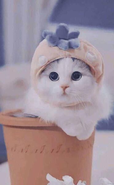 عکس زمینه دخترانه کیوت