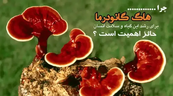عکس قارچ های ذره بینی