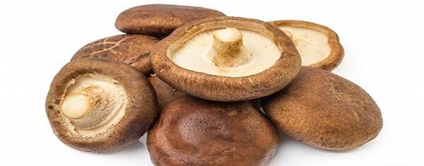 عکس قارچ های ذره بینی