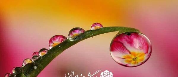 عکس قارچ های ذره بینی