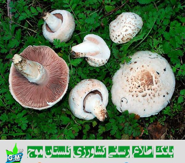 عکس قارچ های ذره بینی