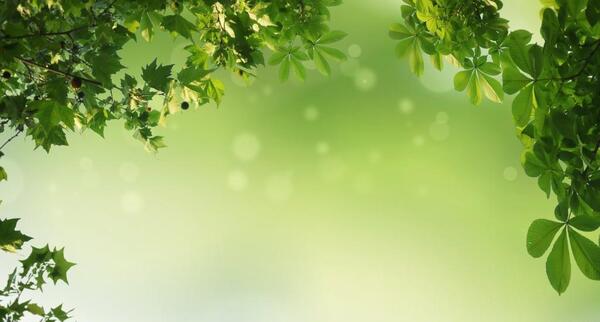 عکس زمینه طبیعت با کیفیت
