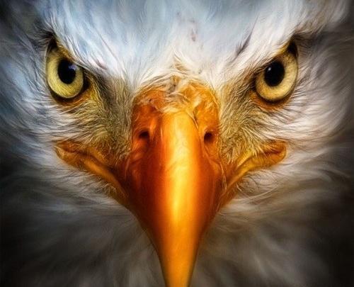 عکس پشت زمینه عقاب