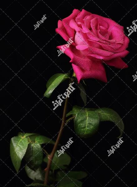 عکس گل قرمز زمینه مشکی