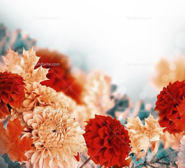 عکس تصویر زمینه کرمی