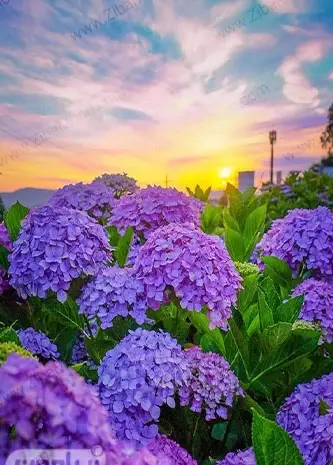 عکس زمینه موبایل گل