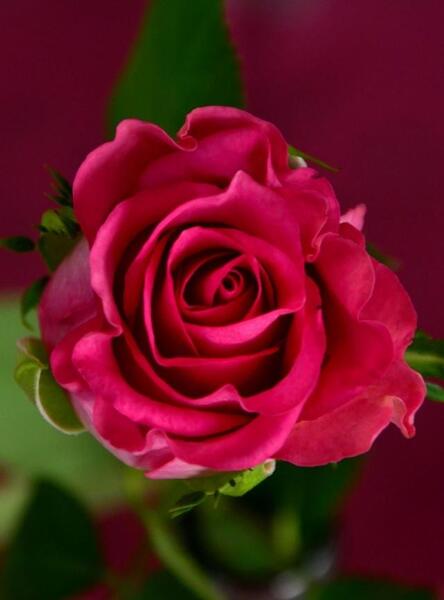 عکس زمینه موبایل گل