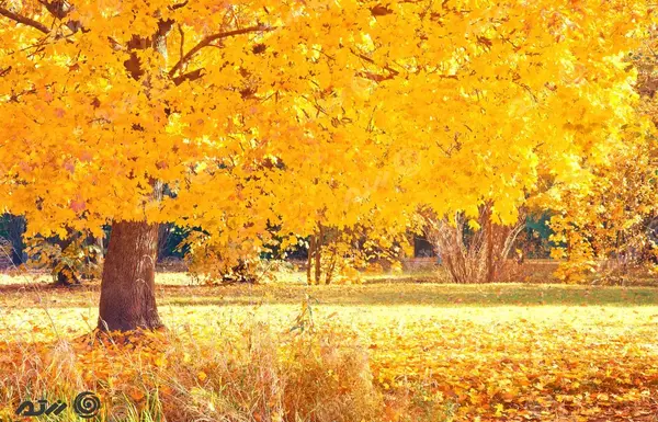 عکس پشت زمینه نارنجی