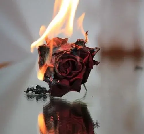 عکس گل برای دلتنگی