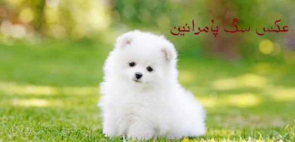 عکس پروفایل دختر با سگ پامرانین