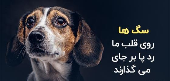 عکس دختر با سگ هاسکی برای پروفایل