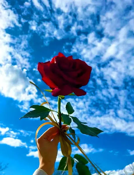 عکس پروفایل دختر دست گل