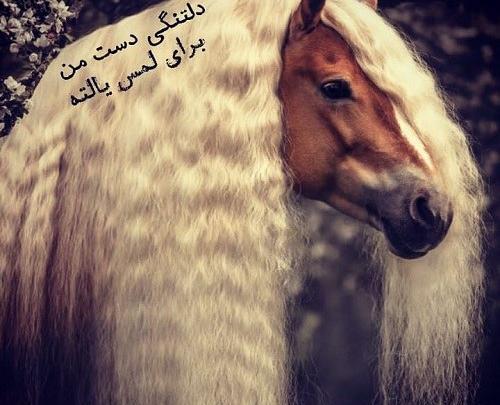 دانلود عکس پروفایل دختر با اسب
